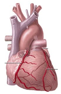 ¿Por qué no hay Cancer de Corazón?. Lo mejor online.